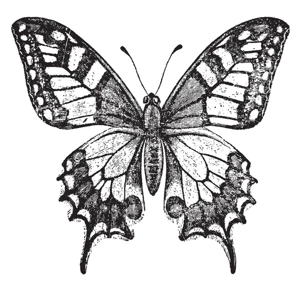Бабочка Желтая Бабочка Черными Крыльями Размахом Крыльев Рисунок Винтажной Линии — стоковый вектор