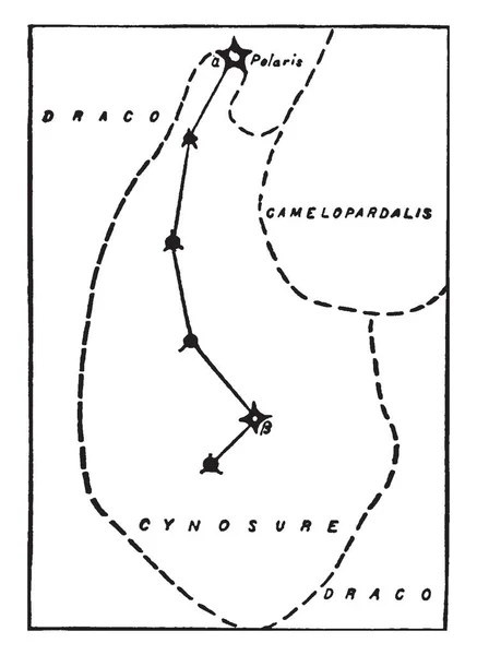 Konstelacji Ursa Minor Lub Cynosure Vintage Rysowania Linii Lub Grawerowanie — Wektor stockowy