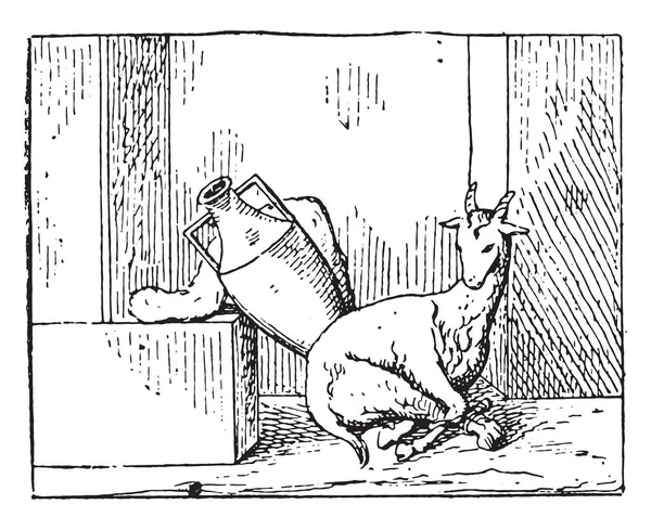 一只年轻的山羊 古老的雕刻插图 — 图库矢量图片