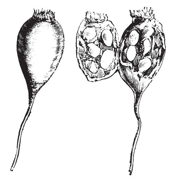 Рисунке Показано Круглое Семя Внутри Саженцев Розы Рисунок Винтажной Линии — стоковый вектор