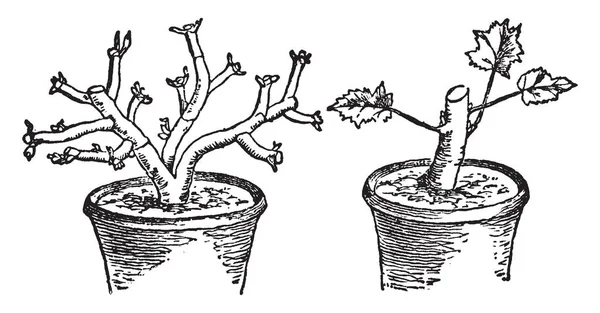 Dos Macetas Que Contienen Plantas Pelargonio Dibujo Línea Vintage Ilustración — Vector de stock