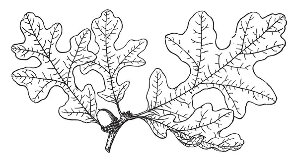 图片显示了鹊栎的分支 它是银叶橡木是一个北美树种或灌木在山毛榉家庭 它的叶子是深绿色的顶部 但银色白色的 复古线条画或雕刻插图 — 图库矢量图片