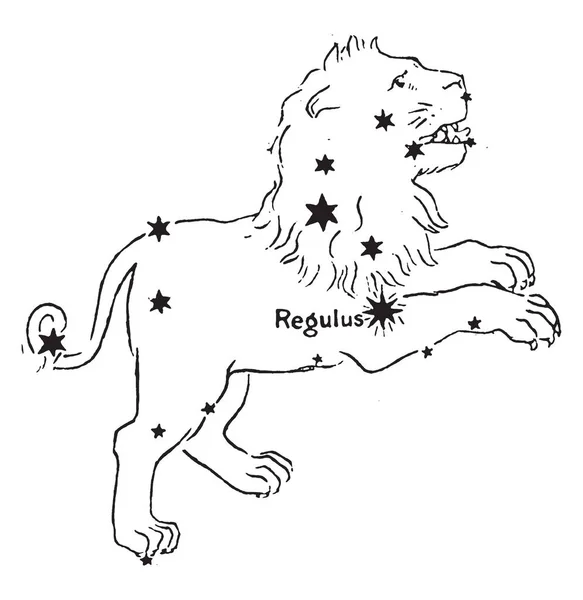 Regulus Navíc Přiřazen Leonis Alfa Nejjasnější Hvězda Skupinu Hvězd Leo — Stockový vektor