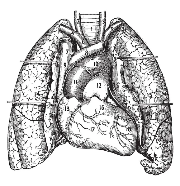 この図は 心臓と肺 ビンテージの線の描画や彫刻図のさまざまな部分を表す — ストックベクタ