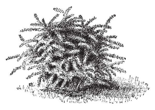 Esta Planta Berberis Thunbergii Planta Densa Las Plantas Tienen Ramas — Archivo Imágenes Vectoriales