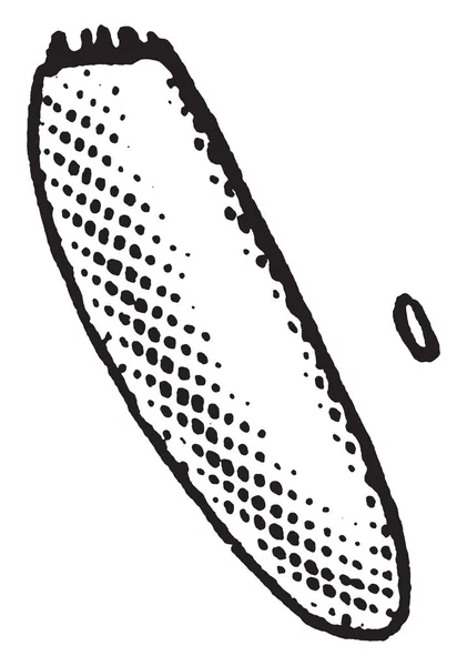Chinch Bug Druh Leucopterus Blissus Vintage Kreslení Čar Nebo Gravírování — Stockový vektor