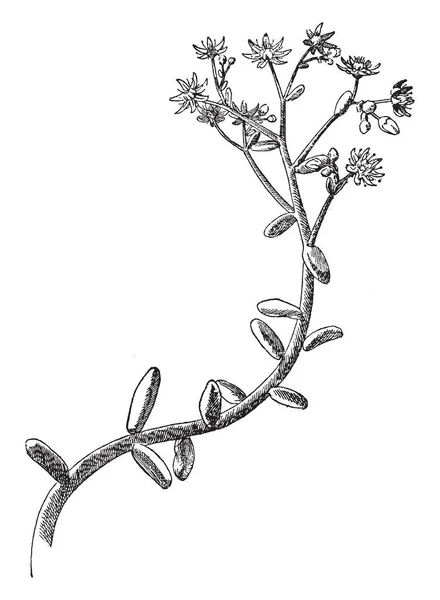 Ясисто Листяна Рослина Невеликими Жовтими Рожевими Або Білими Квітками Вирощеними — стоковий вектор