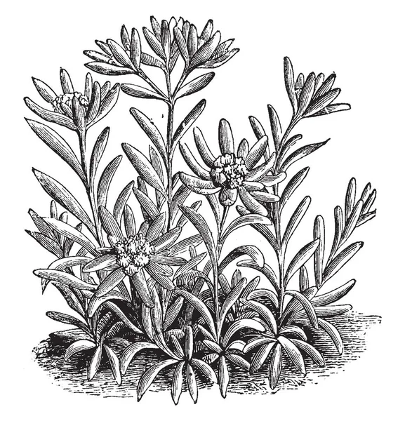 Növény Leontopodium Alpinum Növény Hat Hüvelyk Magas Levelek Virág Borítja — Stock Vector