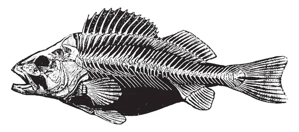 Fish Skeleton Vintage Engraved Illustration Natural History Animals 1880 — Stock Vector