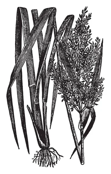 这是一个水稻植物的图片 他们来到泥和植物茎长而薄其根太小 复古线条画或雕刻插图 — 图库矢量图片
