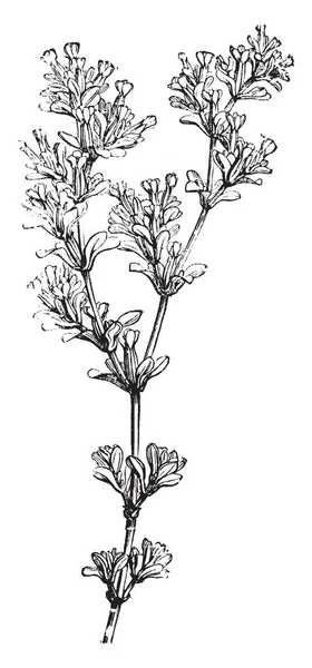 Frankenia Pulverulenta 主要是沙漠和沿海生境的开花植物 其叶子小而大胆 复古线条画或雕刻插图 — 图库矢量图片