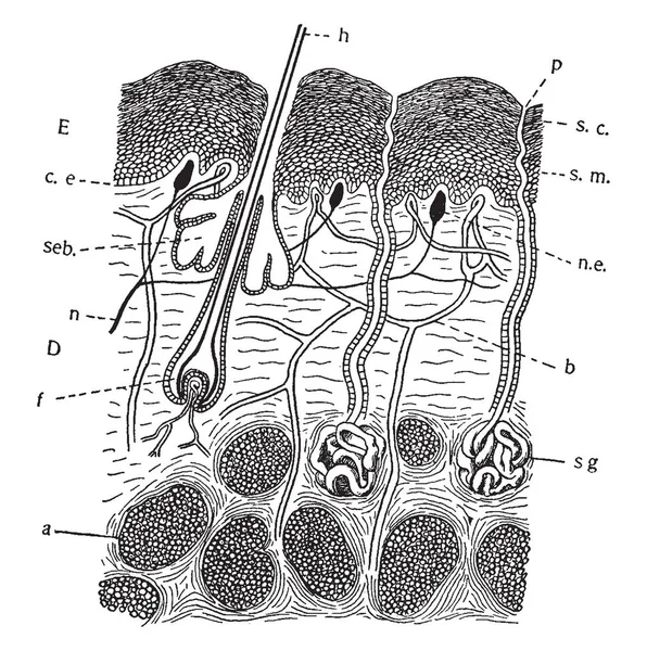 Diagram Bőr Emlősök Több Rétegű Feltétel Outgrowths Ingrowths Vintage Vonalas — Stock Vector