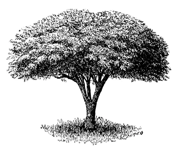 在这个框架有一棵树叫美利楝 Umbalifeiformes 树的树干是直的 在树的顶端是一个覆盖着树叶的阴影 它看起来像一把雨伞 复古线条画或雕刻插图 — 图库矢量图片