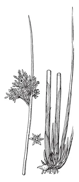 花束は茎から育つ 葉はトランク ビンテージの線描画や彫刻イラストに接続されて — ストックベクタ