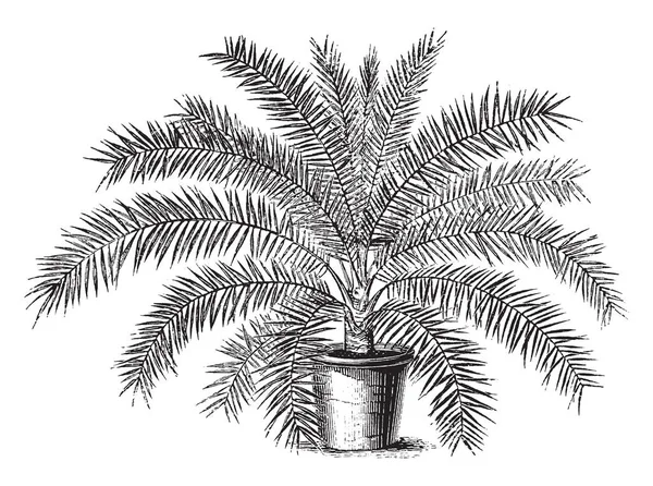 Phoenix Tenius Είναι Μια Ημερομηνία Palm Tree Και Είναι Πιο — Διανυσματικό Αρχείο