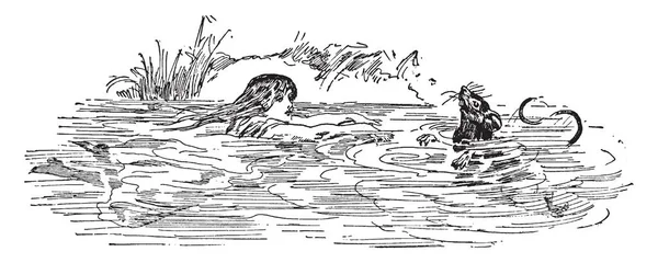Жінка Плаває Воді Прямує Кролика Вінтажний Малюнок Лінії Або Гравюрна — стоковий вектор
