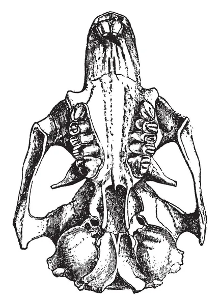Cynomys Ludovicianus은 Sciuridae 북아메리카의 대평원 빈티지 그림에서 가족의 설치류 — 스톡 벡터