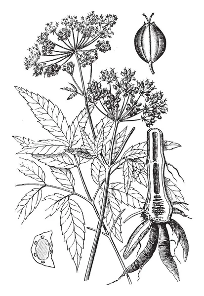 水は北アメリカで最も致命的な有毒植物の一つ Hemlockis それが傘 ビンテージの線の描画や彫刻の図の形にぶら下がっている小さな緑または白い花で識別 — ストックベクタ