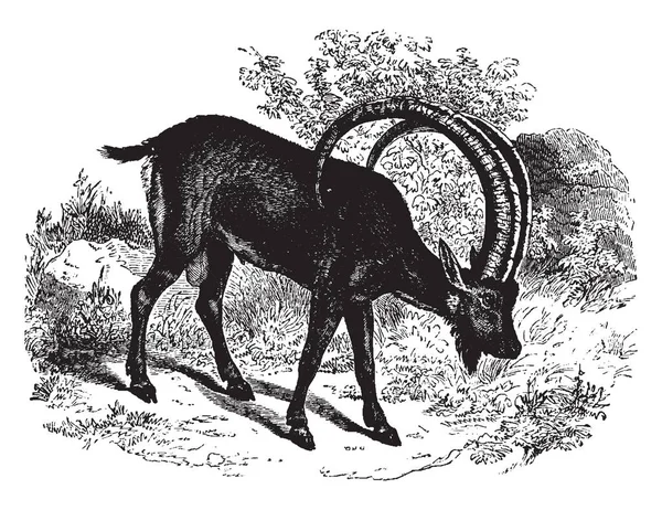 Pyrenees Ibex 是西班牙 Ibex 的两个灭绝亚种之一 复古线条绘制或雕刻插图 — 图库矢量图片