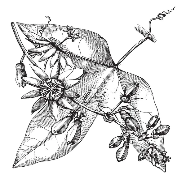 Passiflora Racemosa También Llama Flor Pasión Roja Una Especie Planta — Archivo Imágenes Vectoriales