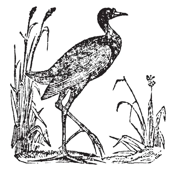Tento Diagram Znázorňuje Vodního Ptactva Vintage Kreslení Čar Nebo Gravírování — Stockový vektor