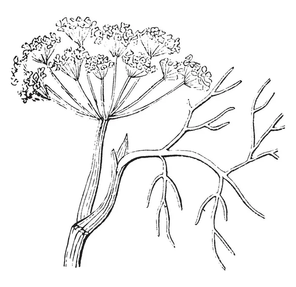 Sebuah Gambar Menunjukkan Tanaman Anise Yang Dikenal Tanaman Yang Menyerupai - Stok Vektor