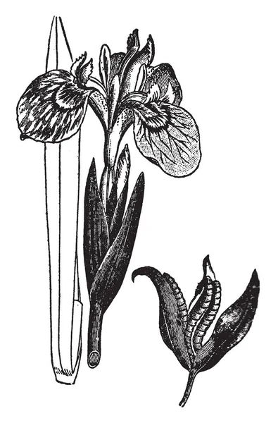 Bild Der Gelben Irisblüte Sein Name Ist Vom Griechischen Wort — Stockvektor