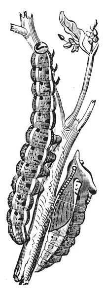 Raupe Und Chrysalis Von Großkohl Schmetterling Vintage Strichzeichnung Oder Gravur — Stockvektor