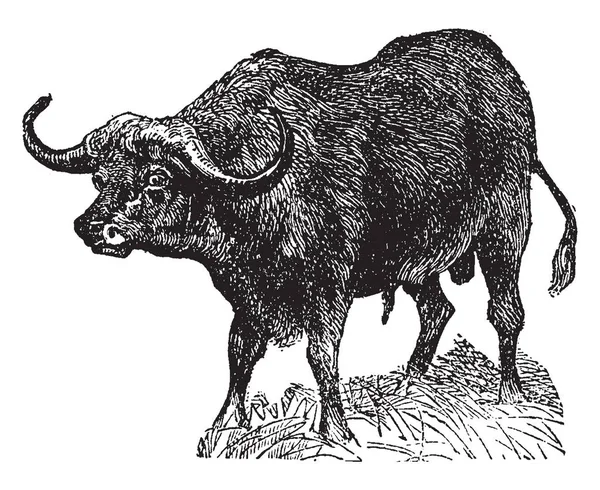 角水牛是一个大型的非洲牛 复古线画或雕刻插图 — 图库矢量图片