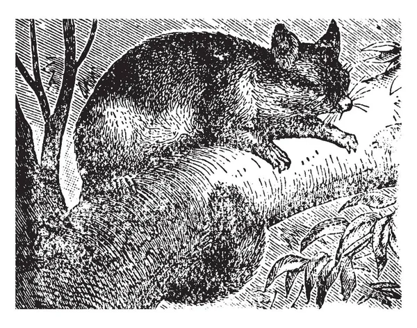 Phalanger Genus Possums Sumsupials Family Phalangeridae Vintage Line Drawing Engraving — стоковый вектор