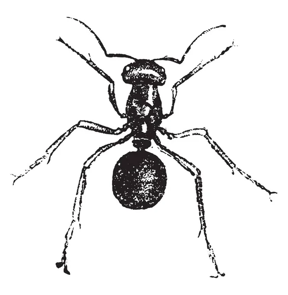 Ant Vintage Gegraveerd Illustratie Natural History Dieren 1880 — Stockvector