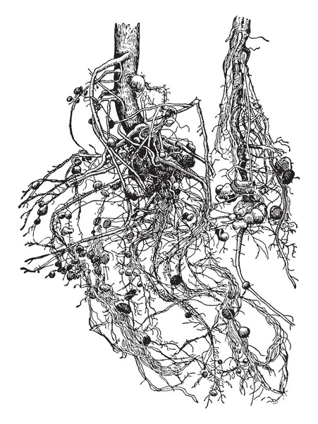 Иллюстрация Представляет Собой Корни Соевого Боба Рисунок Винтажных Линий Гравировка — стоковый вектор