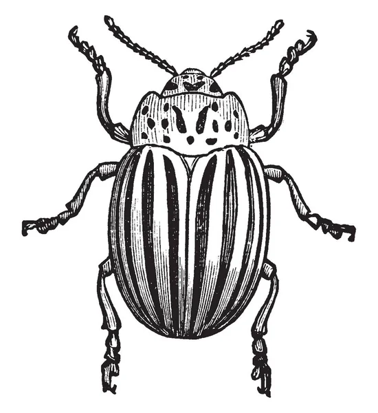 Potato Bug Also Known Colorado Beetle Vintage Line Drawing Engraving — Stock Vector