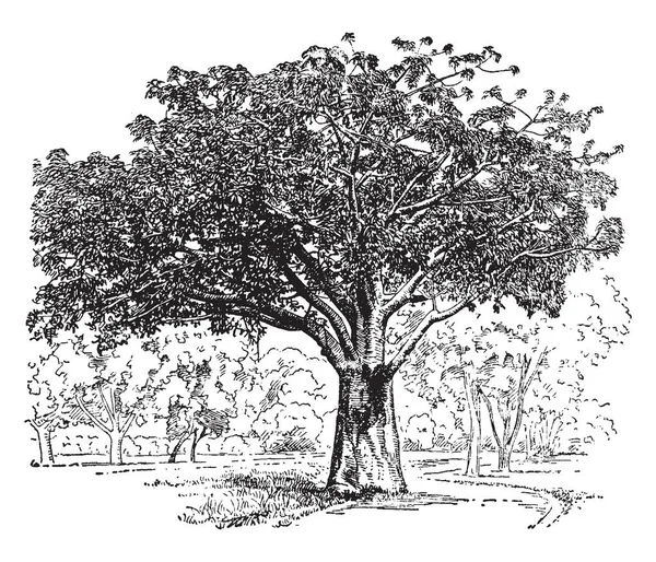 Baobab Dijital Ağaç Baobap Ağacı Olarak Bilinen Koruma Sağlar Gıda — Stok Vektör