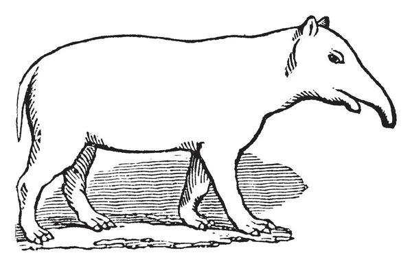 Palaeotherium Magnum Размером Лошадь Толще Неуклюже Рисунок Винтажной Линии Гравировка — стоковый вектор