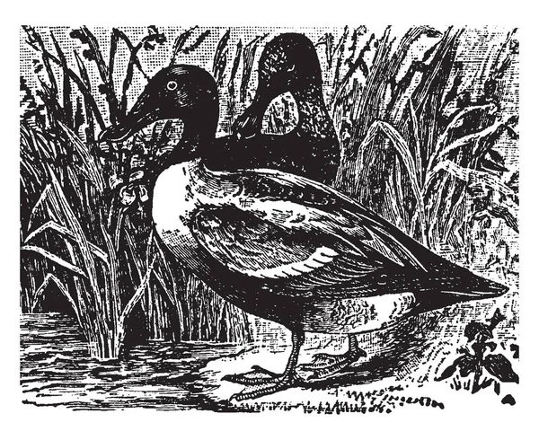 Shoveler Duck Widely Distributed Northern Hemisphere Vintage Line Drawing Engraving — Stock Vector