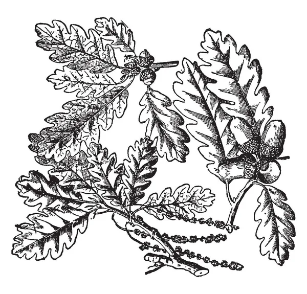 一张橡树树枝的图画 在图片中 我们可以看到的特点树叶和奇特的水果 称为橡子 复古线画或雕刻插图 — 图库矢量图片