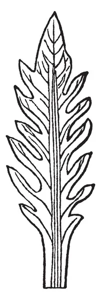 이미지는 Pinnatifid 보여줍니다 Pinnate 돌출부와 나뭇잎 그들은 전단지 빈티지 그림은 — 스톡 벡터