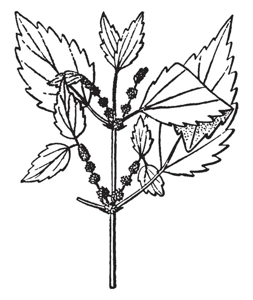 博赫梅里亚是开花植物的种类 植物灌木高 叶子卵形 叶子被安排在对面 复古线图画或雕刻例证 — 图库矢量图片