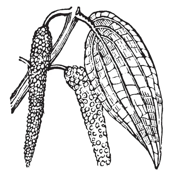 それはアジアのトウガラシ植物 この植物の乾燥した葉は ビンロウの実を噛む用 この植物 ビンテージの線描画や彫刻イラストのような医療目的の使用も — ストックベクタ