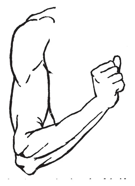 Das Diagramm Repräsentiert Verschiedene Teile Der Arm Linien Oder Gravierillustration — Stockvektor