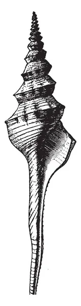 Cáscara Del Husillo Con Una Cáscara Fusiforme Con Una Base — Archivo Imágenes Vectoriales