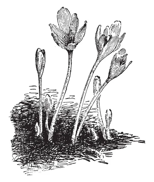 Une Herbe Cormeuse Vivace Fleurs Automne Principalement Placée Dans Famille — Image vectorielle