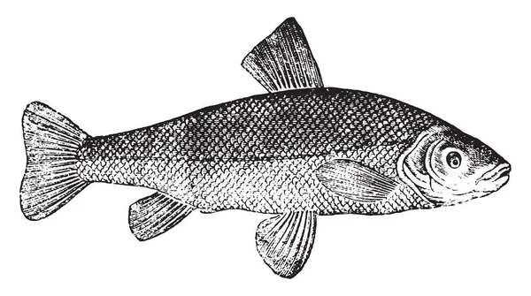 Pesce Tenue Medico Illustrazione Incisa Epoca Storia Naturale Degli Animali — Vettoriale Stock