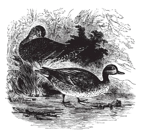 English Teal Accidental Costa Este Los Estados Unidos Dibujo Líneas — Archivo Imágenes Vectoriales