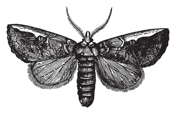 Edema Una Specie Falena Della Famiglia Dei Bombycidae Illustrazione Linee — Vettoriale Stock