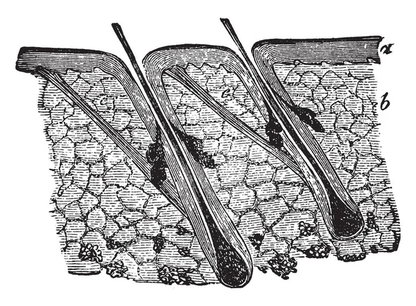 Ілюстрація Являє Собою Секцію Шкіри Показує Волоски Себрійські Залози Вінтажний — стоковий вектор