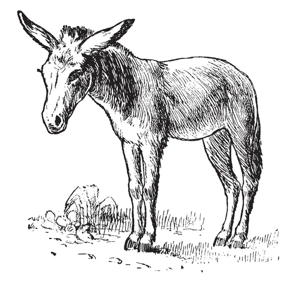 Burro Adalah Anggota Keluarga Kuda Yang Didomestikasi Gambar Atau Ilustrasi - Stok Vektor