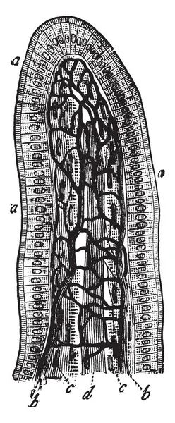 Діаграма Являє Кишкового Villus Vintage Штриховий Малюнок Або Ілюстрація Гравіювання — стоковий вектор