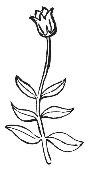 これは小さな植物の茎とトップ ビンテージ ライン描画または彫刻の図で一つの花を同じレベルで反対側の葉を持つ — ストックベクタ